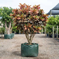 Copperleaf - Acalypha wilkesiana
