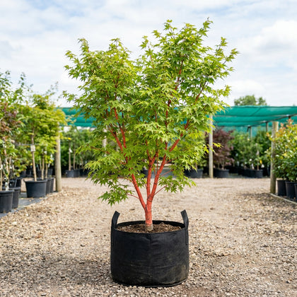 Coral Bark Maple - Acer palmatum ‘Senkaki’