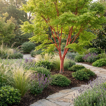 Coral Bark Maple - Acer palmatum ‘Senkaki’