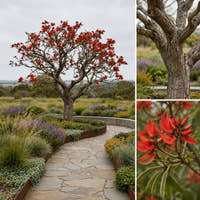 Coral Tree - Erythrina indica