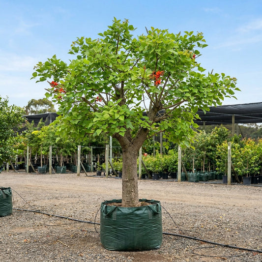 Coral Tree - Erythrina indica