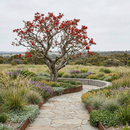 Coral Tree - Erythrina indica