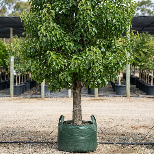 Corella Pear - Pyrus communis 'Corella'