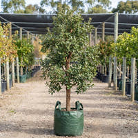 Cork Oak - Quercus suber