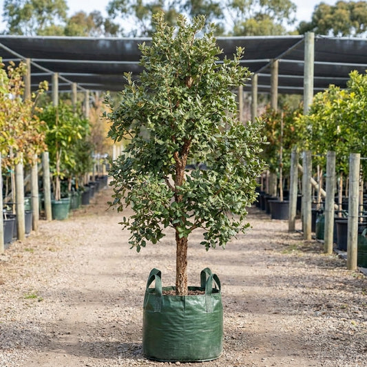 Cork Oak - Quercus suber