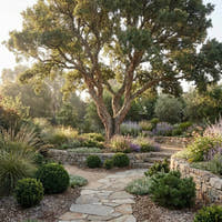 Cork Oak - Quercus suber