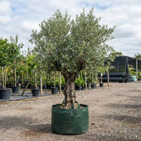 Correggiolo Olive - Olea europaea ‘Correggiolo’