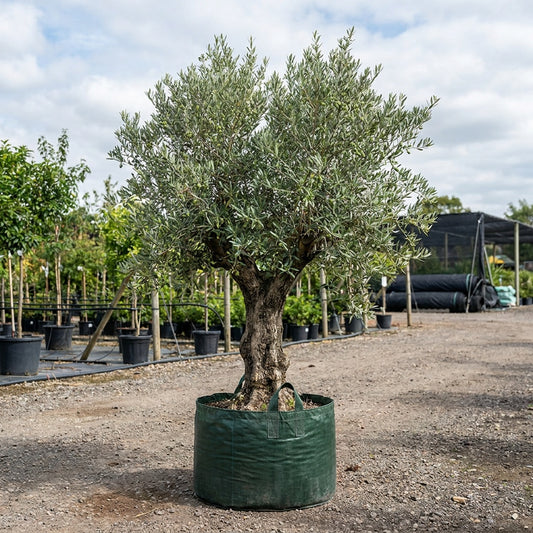 Correggiolo Olive - Olea europaea ‘Correggiolo’