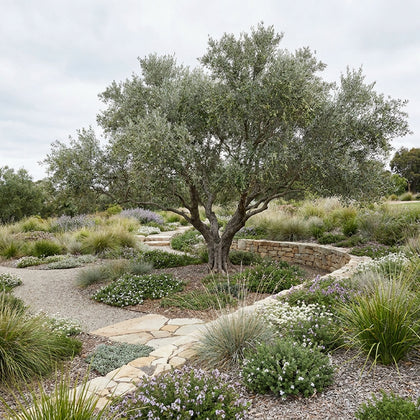 Correggiolo Olive - Olea europaea ‘Correggiolo’