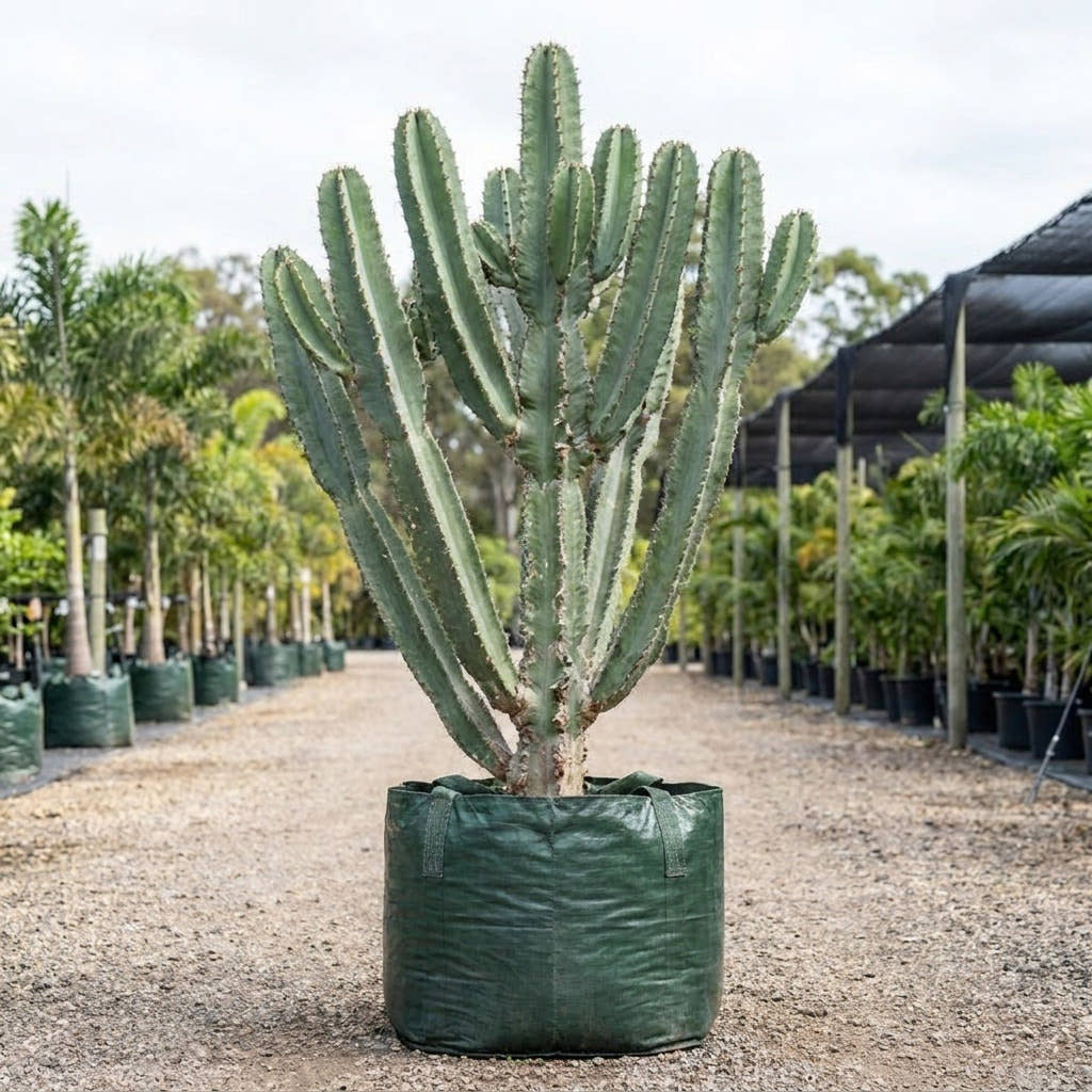 Cowboy Cactus - Euphorbia acrurensis