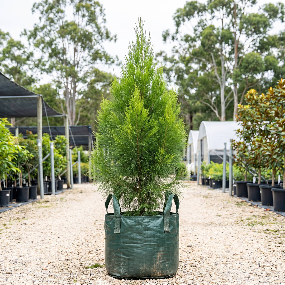 Daintree Pine - Gymnostoma australianum