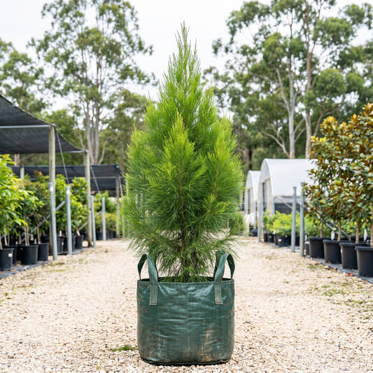 Daintree Pine - Gymnostoma australianum