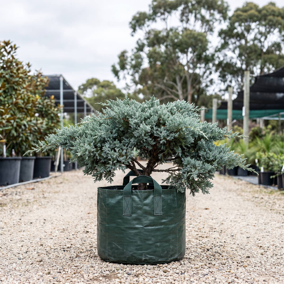 Blue Carpet Juniper - Juniperus squamata ‘Blue Carpet’