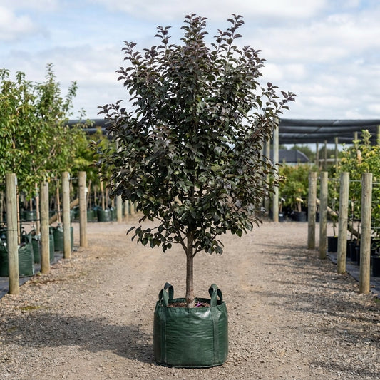 Crab Apple ‘Crimson Knight’ - Malus ‘Crimson Knight’