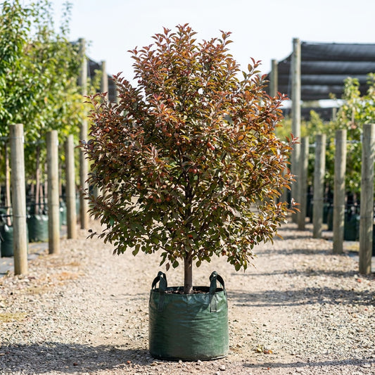 Crab Apple - Malus trilobata