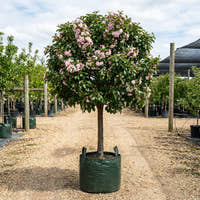 Crab Apple ‘Plena’ - Malus ioensis ‘Plena’
