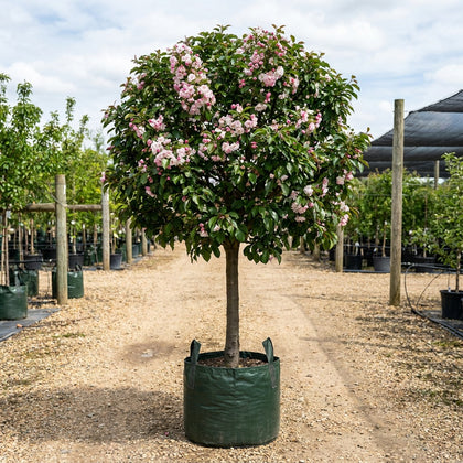 Crab Apple ‘Plena’ - Malus ioensis ‘Plena’