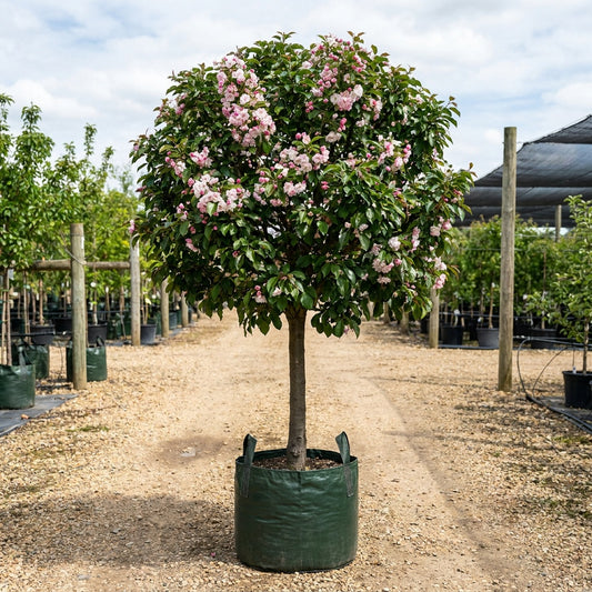 Crab Apple ‘Plena’ - Malus ioensis ‘Plena’