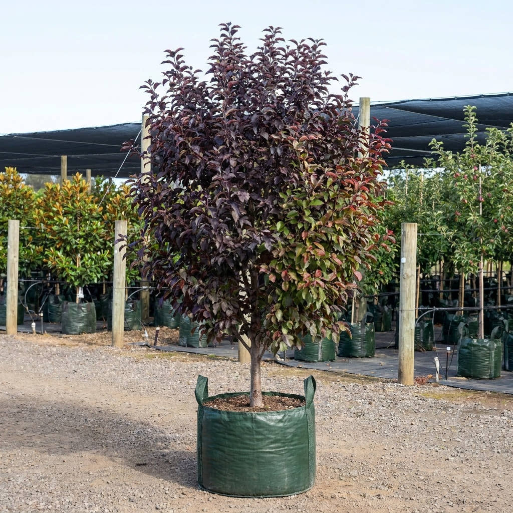 Crab Apple ‘Raspberry Spear’ - Malus ‘Raspberry Spear’™ (JFS-KW213MX)