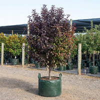 Crab Apple ‘Raspberry Spear’ - Malus ‘Raspberry Spear’™ (JFS-KW213MX)