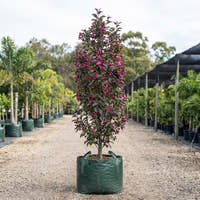 Crab Apple ‘Raspberry Spear’ - Malus ‘Raspberry Spear’™ (JFS-KW213MX)