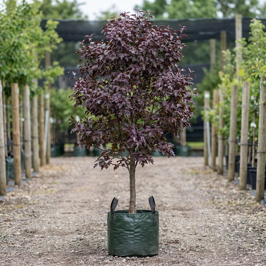 Crab Apple ‘Royal Raindrops’ - Malus ‘Royal Raindrops’™ (JFS-KW5)