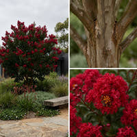 Crepe Myrtle - Lagerstroemia ‘Ruffled Red Magic’