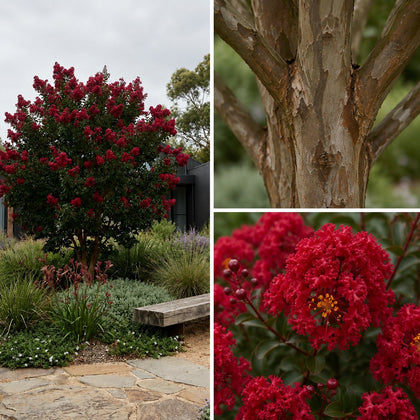 Crepe Myrtle - Lagerstroemia ‘Ruffled Red Magic’