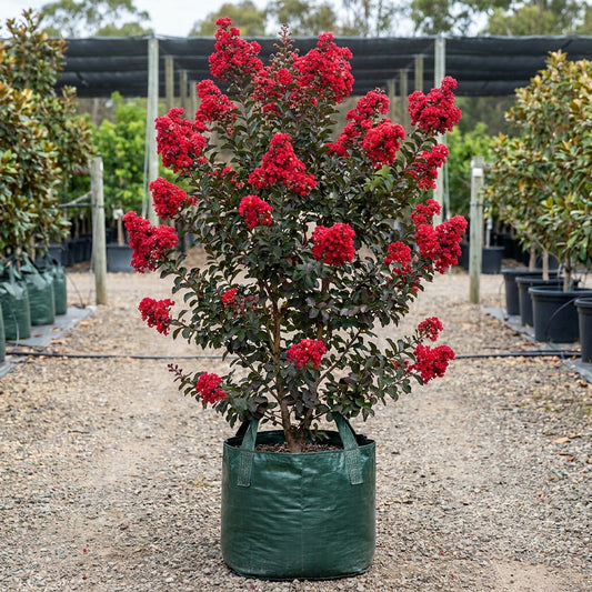 Crepe Myrtle - Lagerstroemia ‘Ruffled Red Magic’