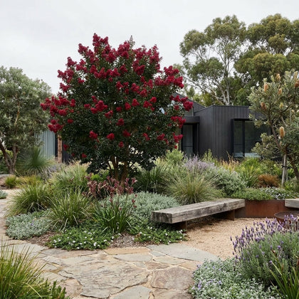 Crepe Myrtle - Lagerstroemia ‘Ruffled Red Magic’