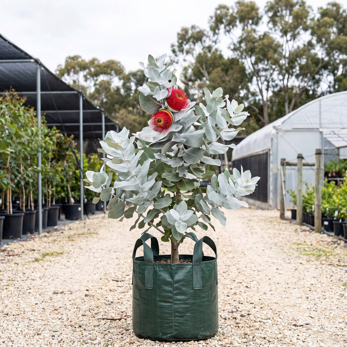 Eucalyptus macrocarpa x pyriformis