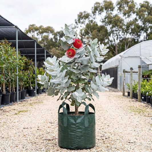 Eucalyptus macrocarpa x pyriformis