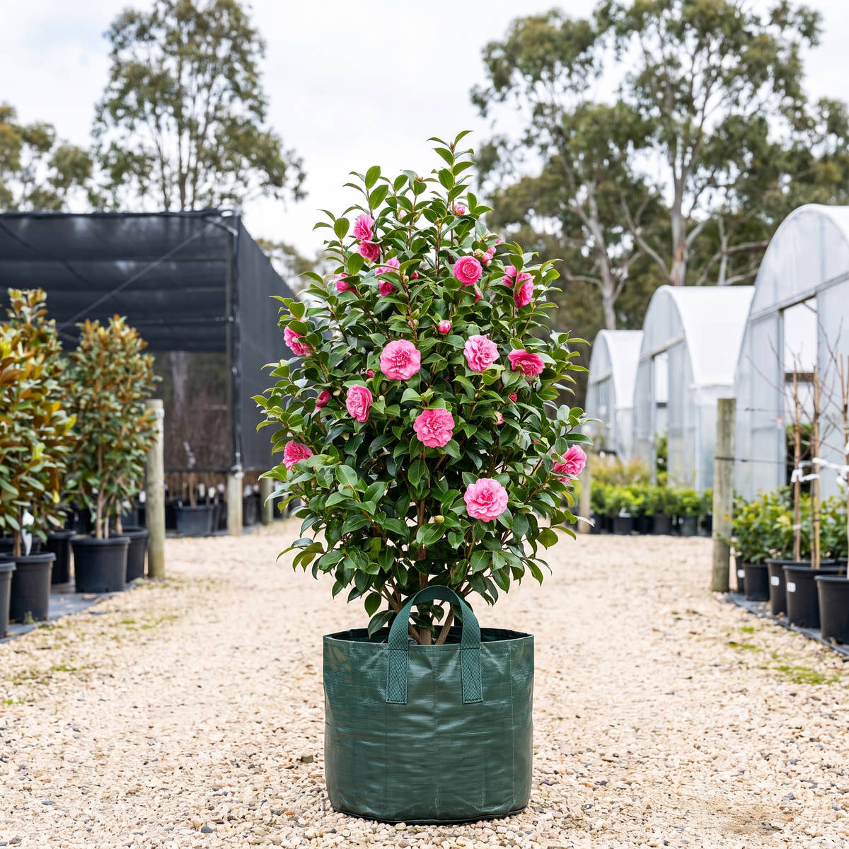 Debbie Camellia - Camellia japonica ‘Debbie’