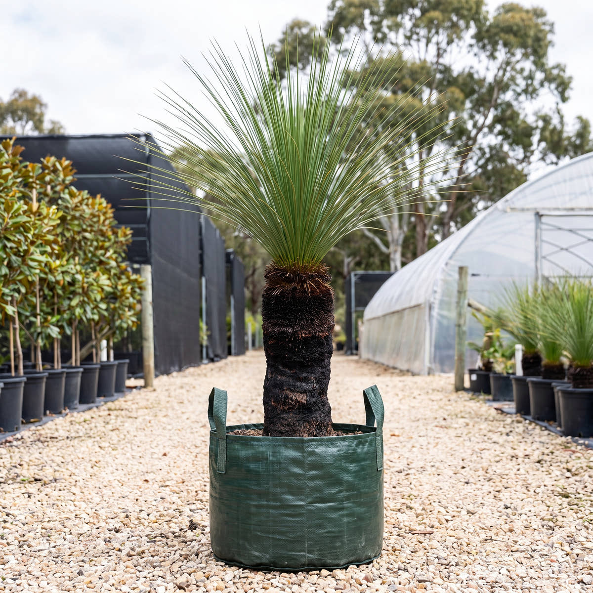 Grass Tree (Multi-Stem) - Xanthorrhoea johnsonii