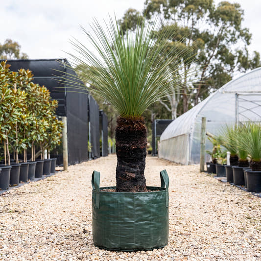Grass Tree (Multi-Stem) - Xanthorrhoea johnsonii