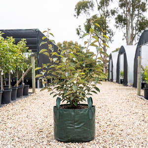 Broad-Leaved Silverberry - Elaeagnus macrophylla