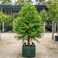 Dawn Redwood - Metasequoia glyptostroboides