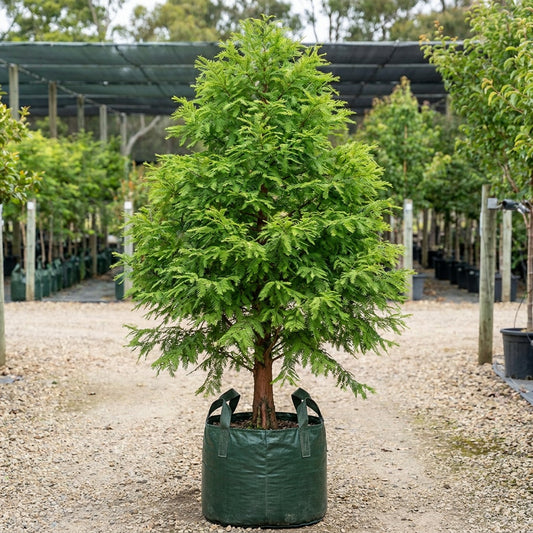 Dawn Redwood - Metasequoia glyptostroboides