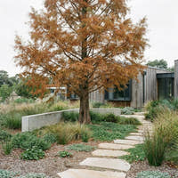 Dawn Redwood - Metasequoia glyptostroboides