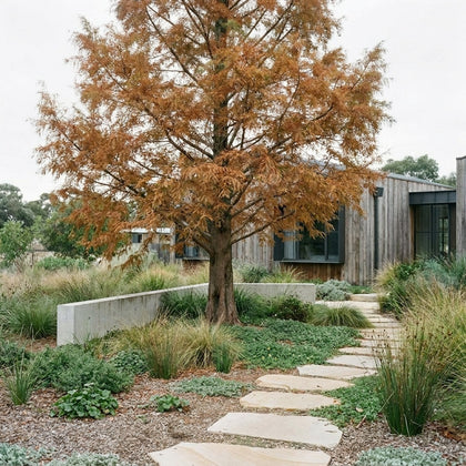 Dawn Redwood - Metasequoia glyptostroboides