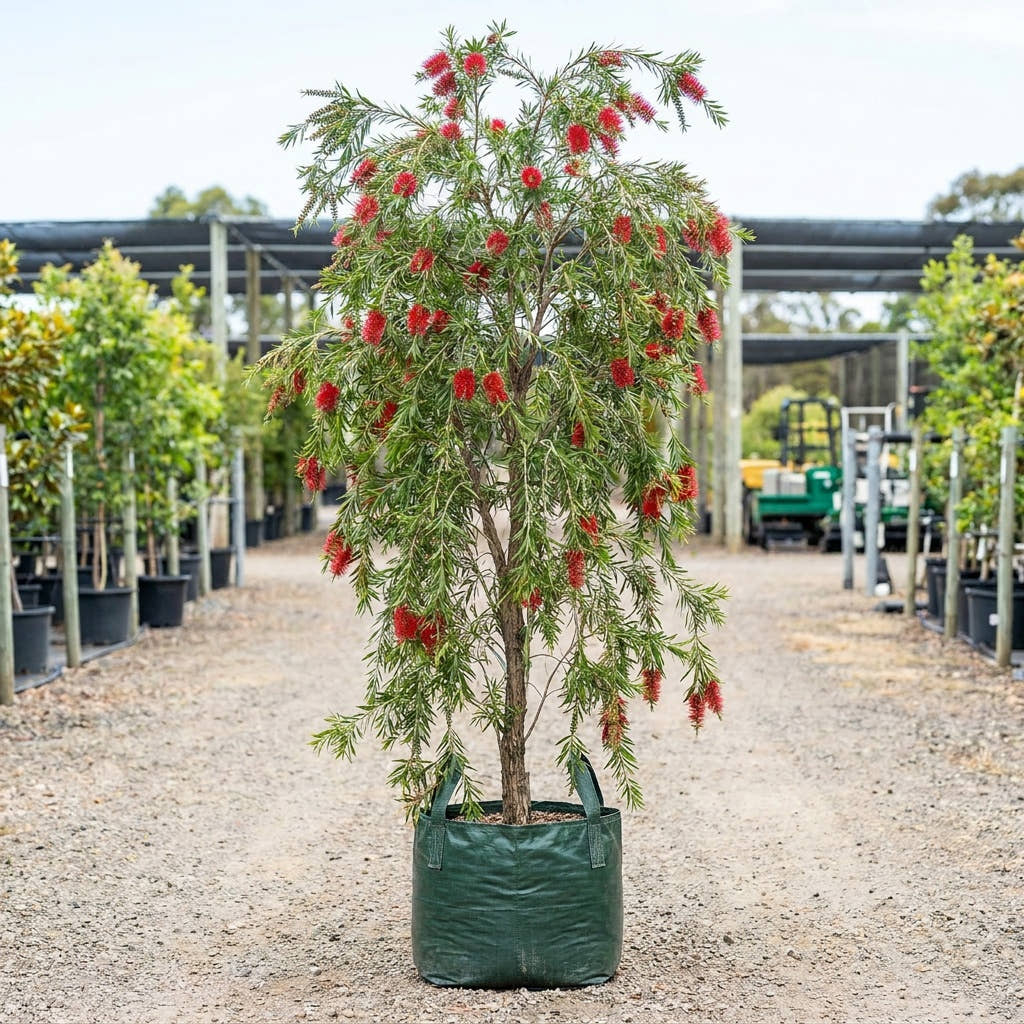 Dawson River Weeper Bottlebrush - Callistemon viminalis ‘Dawson River Weeper’