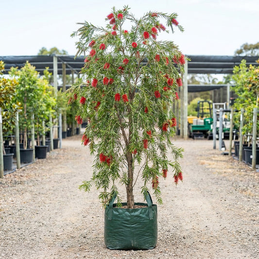 Dawson River Weeper Bottlebrush - Callistemon viminalis 'Dawson River Weeper'
