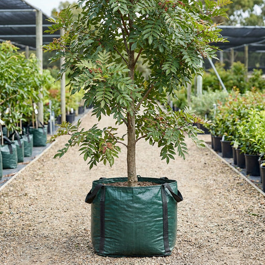 Deep Yellow Wood - Rhodosphaera rhodanthema