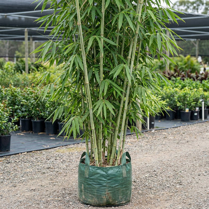 Ghost Blue Bamboo - Dendrocalamus minor 'Amoenus'