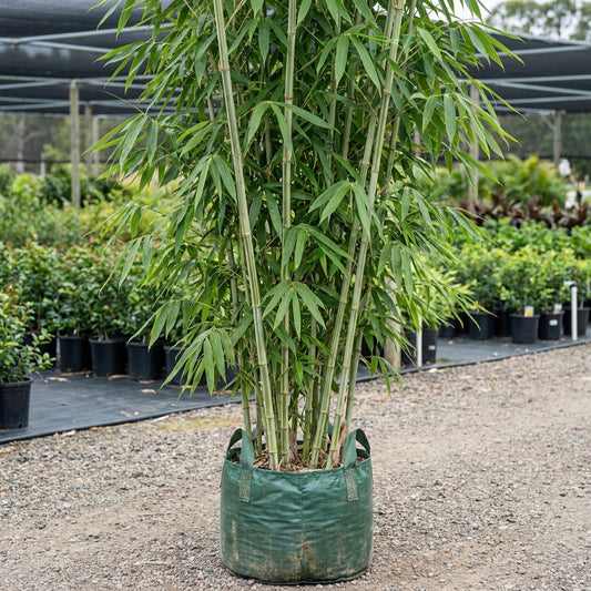 Ghost Blue Bamboo - Dendrocalamus minor 'Amoenus'