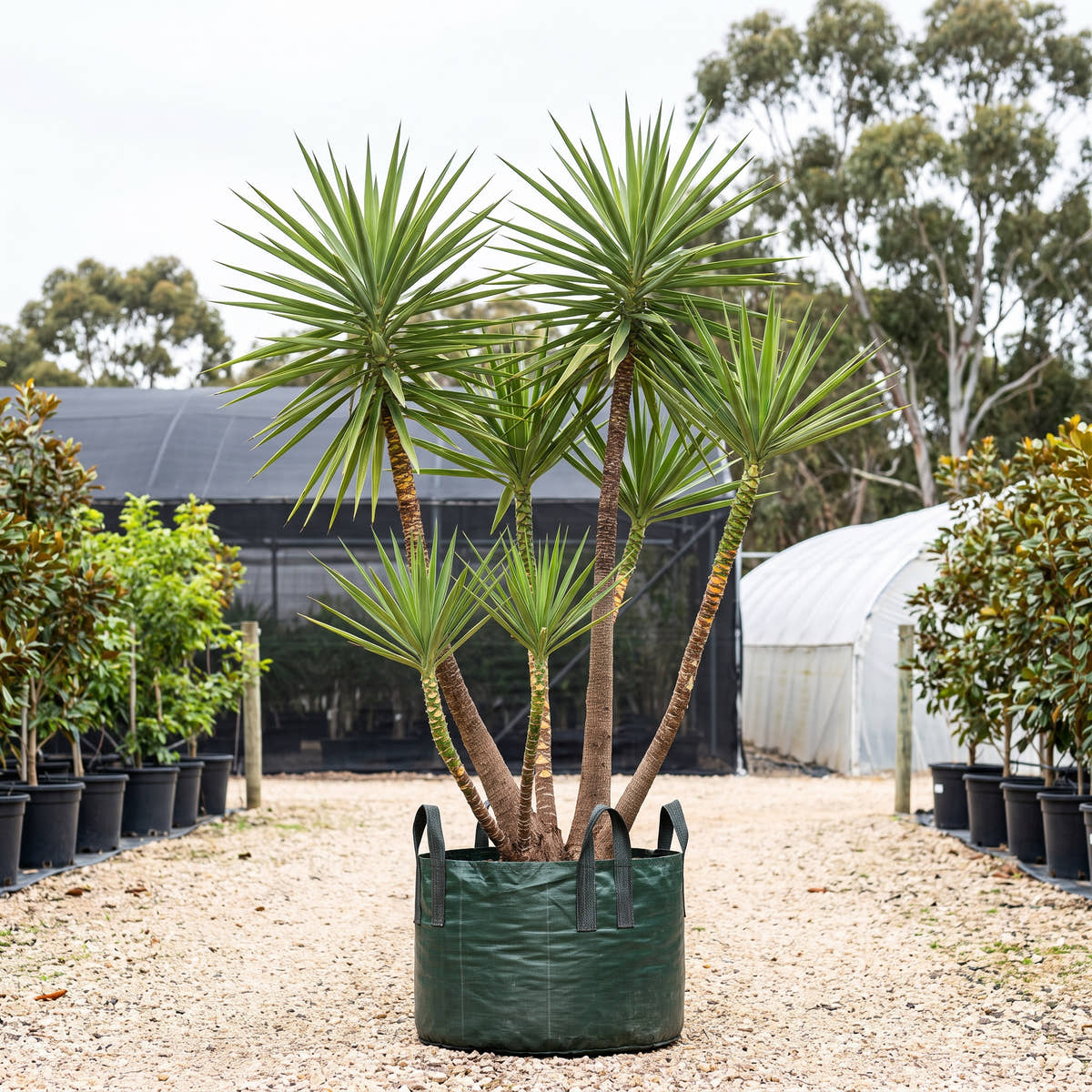 Spanish Bayonet - Yucca aloifolia