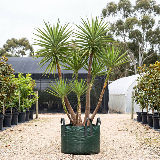Spanish Bayonet - Yucca aloifolia