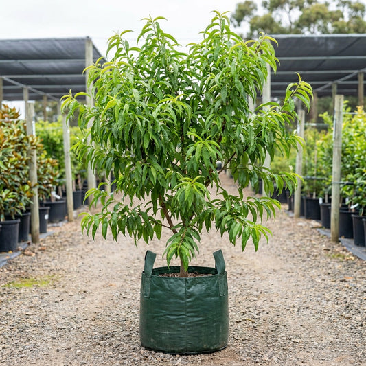 Double Jewel Peach - Prunus persica 'Double Jewel'
