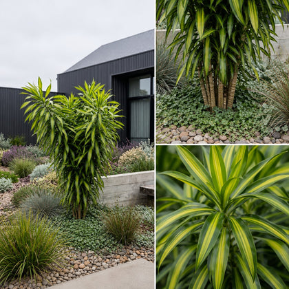Dracaena ‘Malay Stripe’ - Dracaena ‘Malay Stripe’