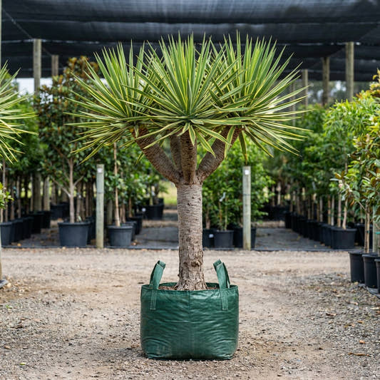 Dracaena ‘Malay Stripe’